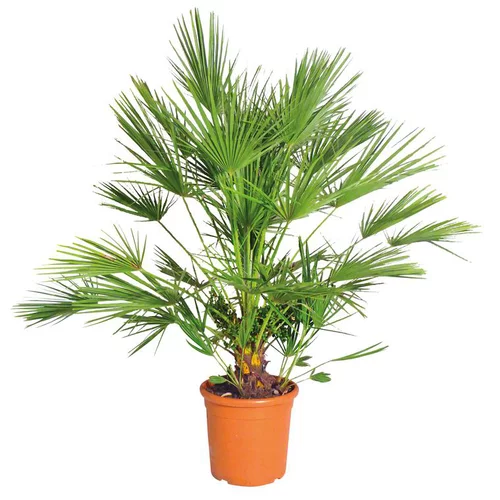 À découvrir pour le jardin：Palmier nain