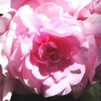 Jardin & confort:Impatiens à fleurs doubles - La jardinière de 40 cm