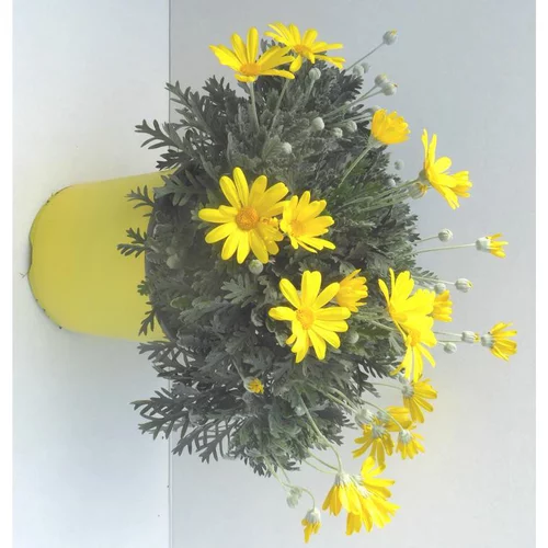 Nature utile:Euryops Pectinatus jaune. Le pot de 2 litres