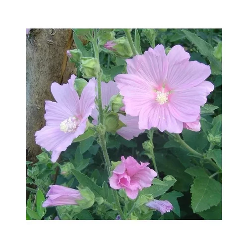 Pour vos besoins au jardin:Lavatera Red Rum - Le pot de 4 litres