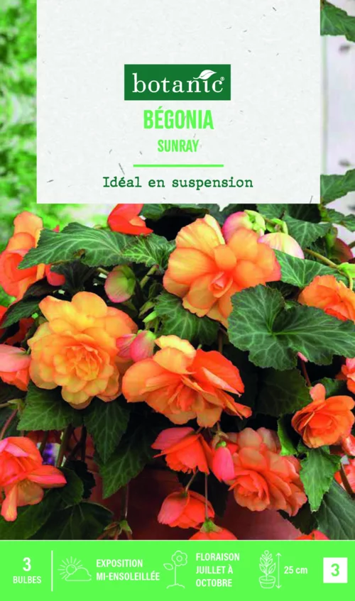 Jardin et loisirs:Bulbes de fleurs Bégonia cascade Sunray botanic® - 3 bulbes