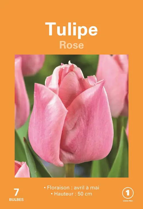 Choix pour le jardin：Bulbes de fleurs Tulipe rose botanic® - 7 bulbes