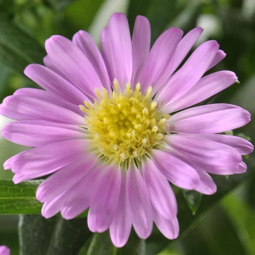 Style au jardin:Aster - Le pot de 3 litres