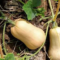 Utile jardin：Courge Butternut Bio. Le pot de 10,5 cm