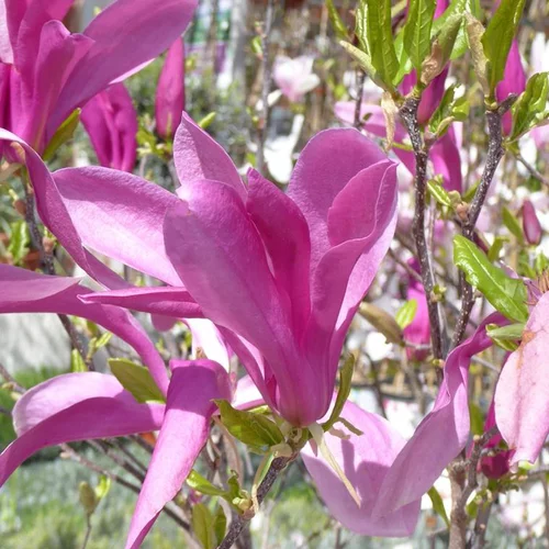 Pour équiper le jardin:Magnolia Caduc Soulangeana – Pot de 4L