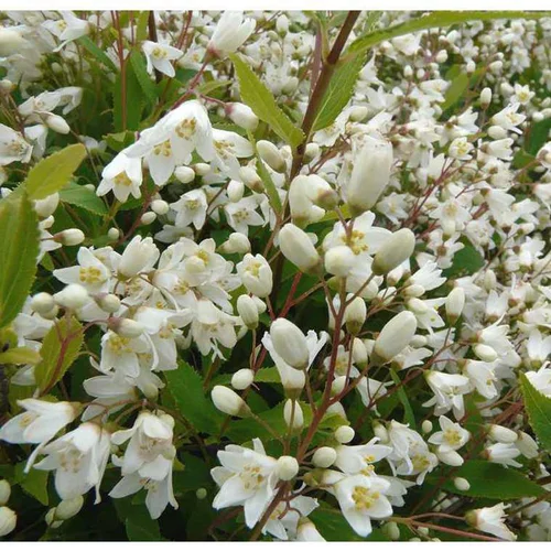 Conçu pour vos extérieurs：Deutzia Gracilis. Le pot de 3 litres