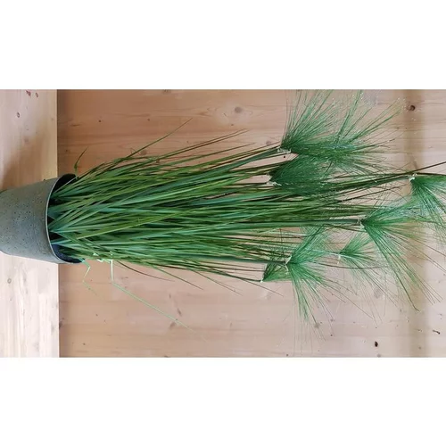 Essentiel nature：Graminée Papyrus pot zinc 150 cm