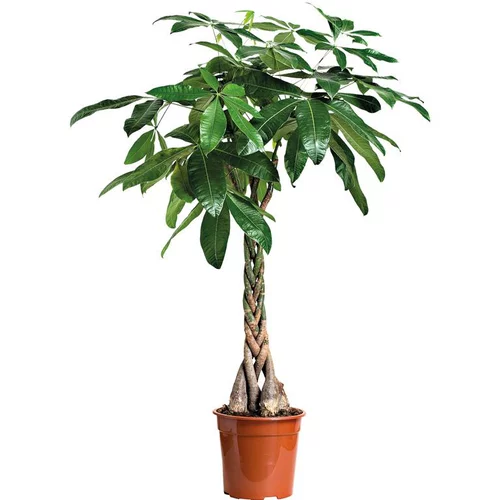 Loisirs extérieur:Pachira. Le pot Ø 21 cm