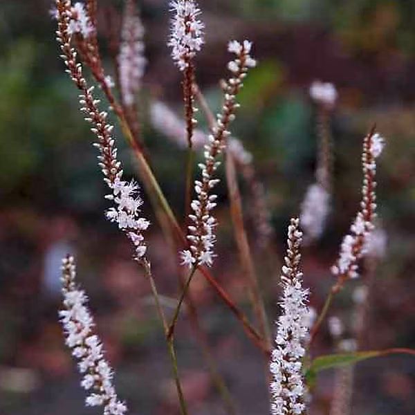 6 x Persicaire – Renouée 'Alba' | Persicaria amplexicaulis 'Alba' | godet 9cm x 9cm