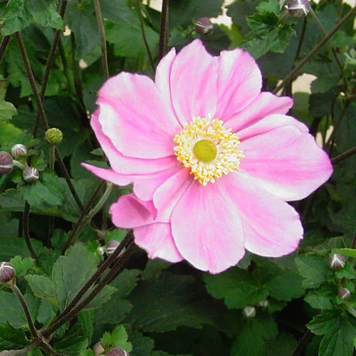 Utile dehors：Anemone X Königin Charlotte (Rose). Le pot de 2 litres