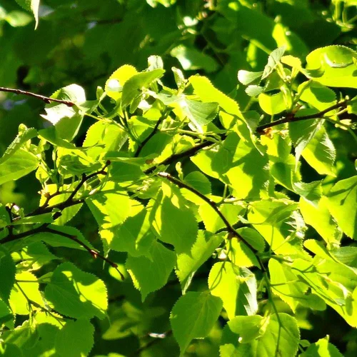 Confort pour le jardin：Tilleul à Petites Feuilles Greenspire. Le pot de 30 litres
