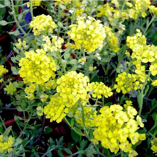 Espace vert utile：Alysse des montagnes à fleurs jaunes - Le pot 9 x 9 cm