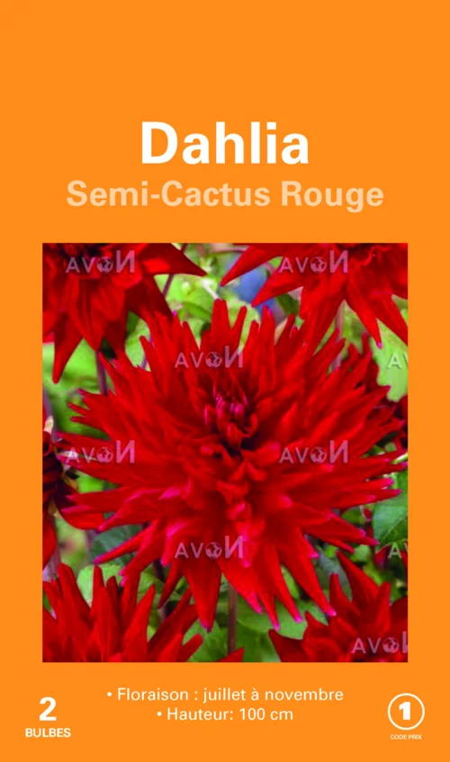 Jardin & déco：Bulbes de fleurs Dahlia Cactus rouge botanic® – 2 bulbes
