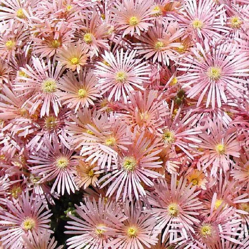 Maison et extérieur:Delosperma Kaleodis Orange - Le pot de 9 x 9 cm