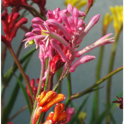 Côté jardin：Anigozanthos - Le pot de 2 litres
