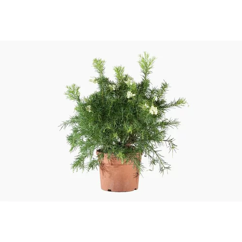 Pour vos jardins:Grevillea Gracilis Alba coloris blanc. Le pot de 3 litres
