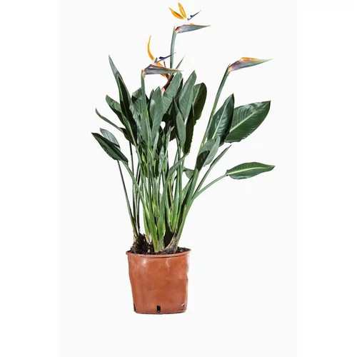 Jardin au naturel:Strelitzia Reginae ou Oiseau du Paradis orange en pot déco de 9 L