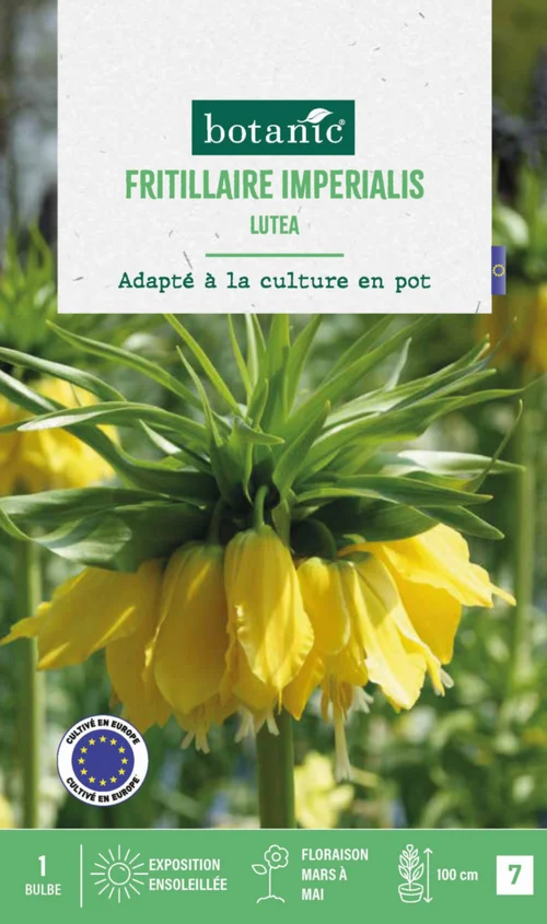 Pratique extérieur:Fritillaire Lutea botanic® - 1 bulbe