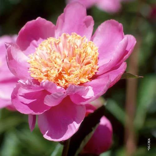 Plaisir dehors:Pivoine de Chine 'Doreen' - Le pot de 2 litres