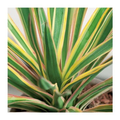 Sélection extérieur:Yucca Gloriosa Variegata - pot 5 L
