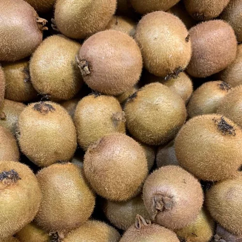 Le choix pour l’extérieur：Actinidia Chinensis (Deliciosa). Le pot de 60 litres