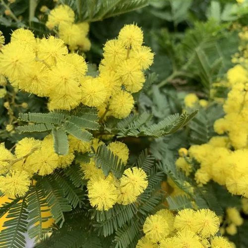 Une idée maline pour l’extérieur:Mimosa (Acacia) de Greffe. . Le pot de 10 litres