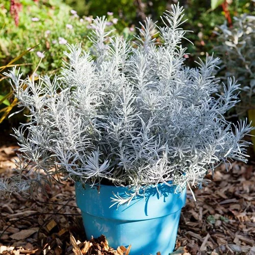 Pour l’univers du jardin:Helichrysum Italicum Korna en pot de 4 L