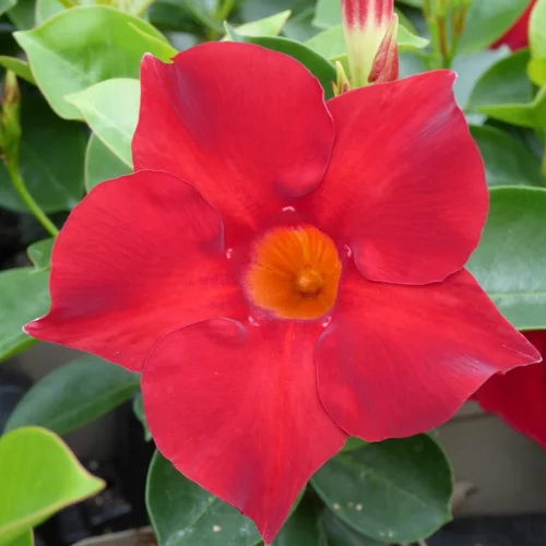 Sélection pour votre jardin:Dipladénia buisson ou Mandevilla à fleurs multicolores - Le pot de 1 litre