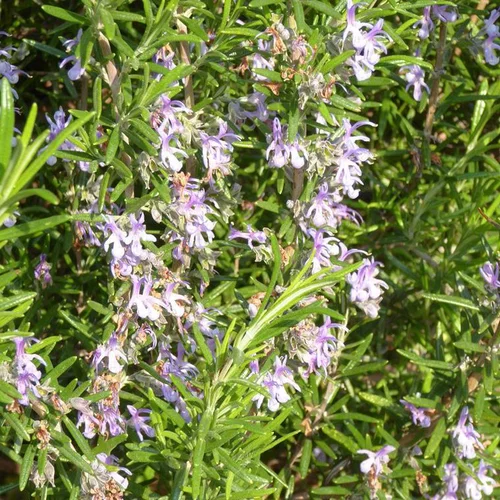 Solution jardin：Romarin Rampant coupe bleu