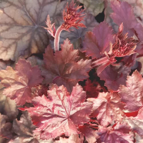 Pour votre projet:Heuchère ou Désespoir du peintre à fleurs multicolores - Le pot de 1 litre
