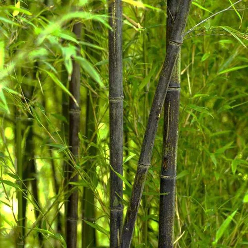Choix utile：Bambou phyllostachys nigra vert pot de 30L