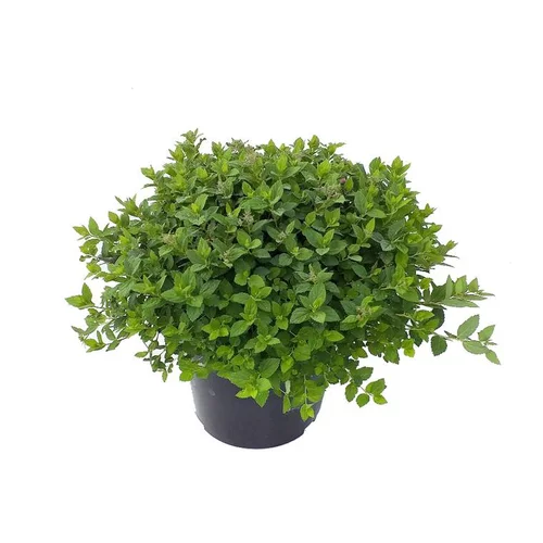Jardin pratique:Spiraera Japonica Little Princess - Pot de 5L