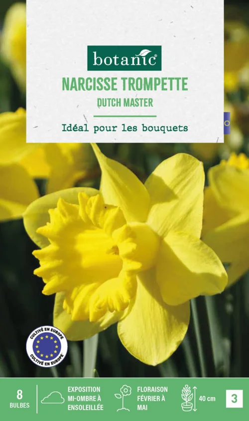 Essentiel extérieur：Narcisse Dutch master botanic® - 8 bulbes