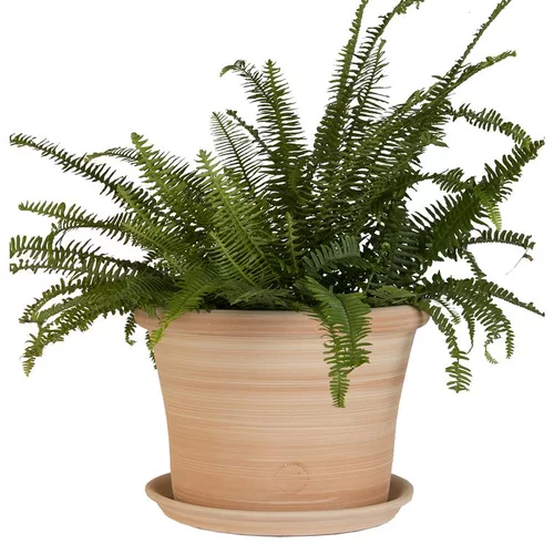 Sélection jardin：Pot rond Cocio Lisio en terre cuite claire – D24x H19