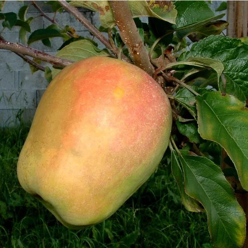 Utile jardin：Pommier Clocharde. Le pot de 10 litres forme gobelet