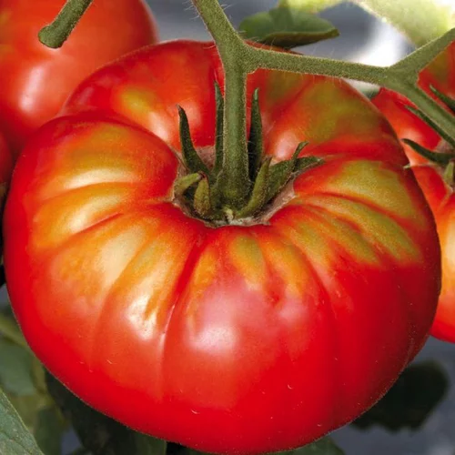 Pour créer votre espace extérieur:Tomate Côtelee Beefsteak. Le pot de 10,5 cm