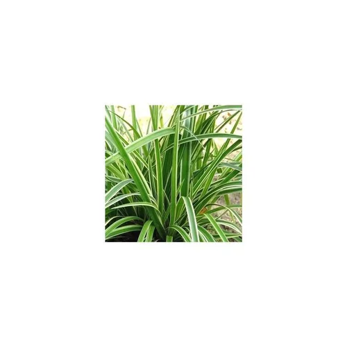 Jardin & solutions:Carex Morrowi Ice Dance en pot de 2 L