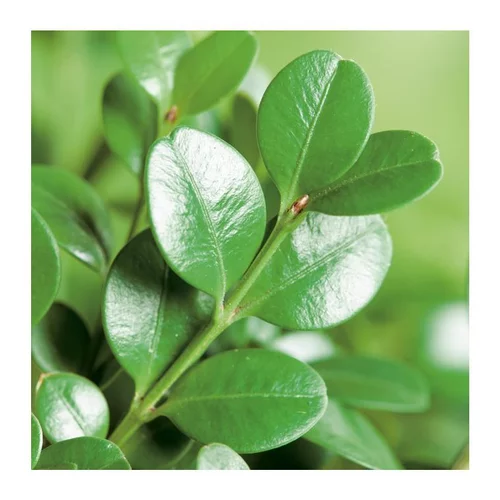 Pour un jardin accueillant:Buis (BUXUS MICRO.FAULKNER) Le pot de 15 litres