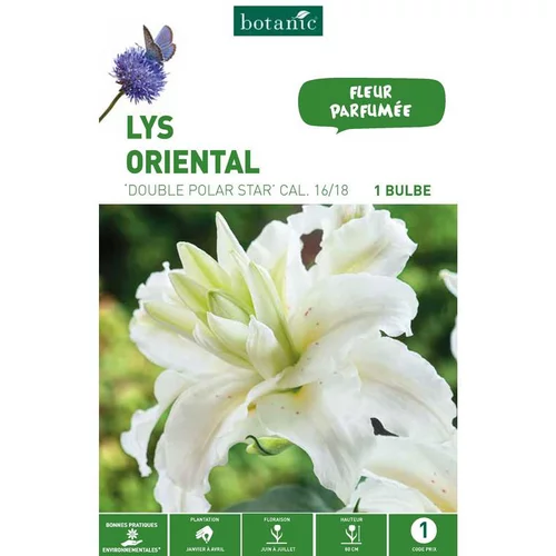 Jardin au quotidien:Lys Oriental Double Polar Star blanc botanic® - 1 bulbe