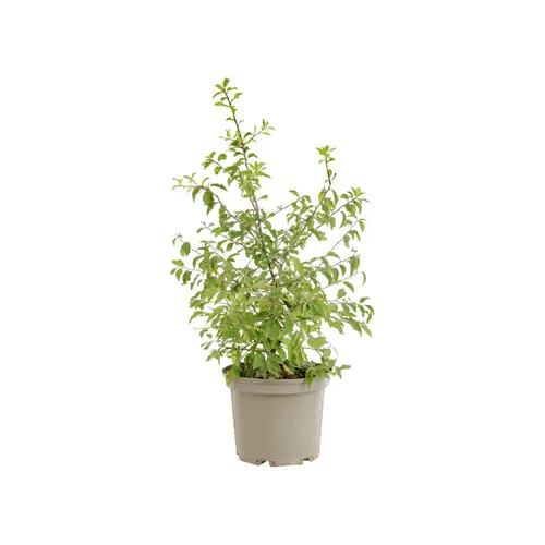 Maison et jardin:Prunus cerasifera coloris vert – 3 L