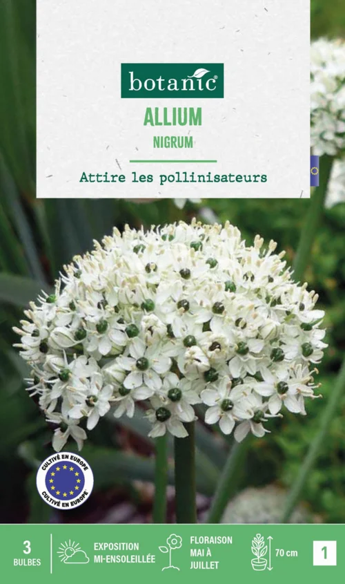 Facile à intégrer au jardin:Allium Nigrum en mélange botanic® - 3 bulbes