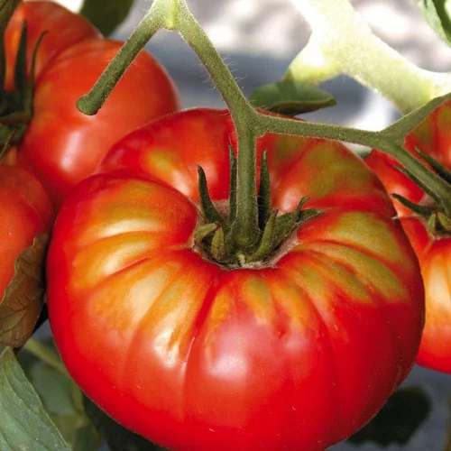 Jardin et pratique:Tomate Côtelee beefsteak Bio. La barquette de 3 plants