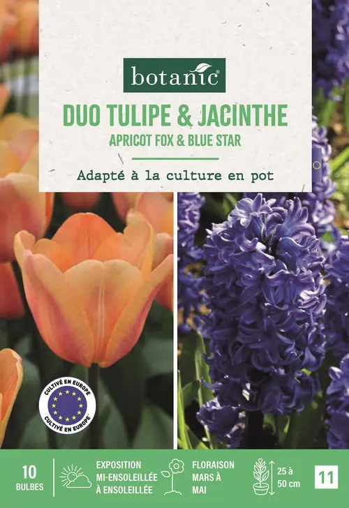 Esprit extérieur：Bulbes de fleurs Mélange tulipe et jacinthe botanic® - 10 bulbes