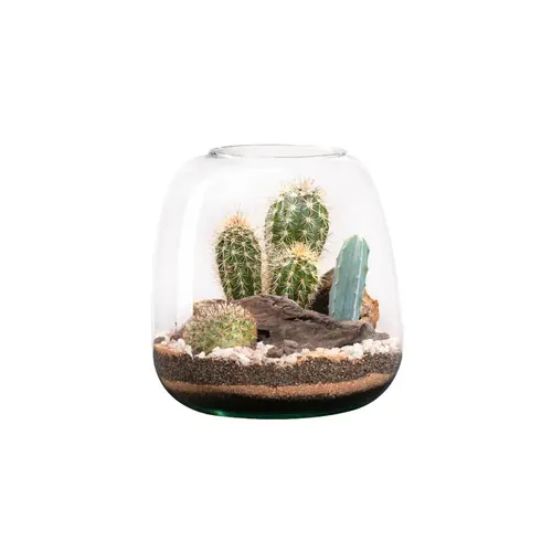 Pratique dehors：Terrarium cactés botanic® Moly Cactus - Taille M Ø 19 cm H 20 cm