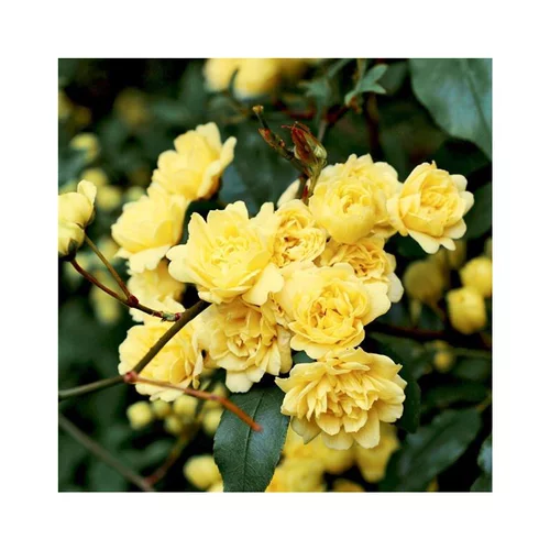 Facile au jardin:Rosier liane de Banks jaune Le pot de 3 litres