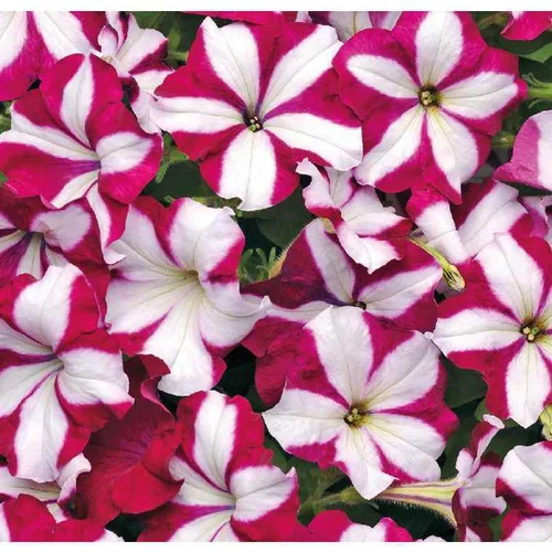Pour aménager le jardin:Pétunia Easywave Burgundy Star - Le pot de 12 x 12 cm