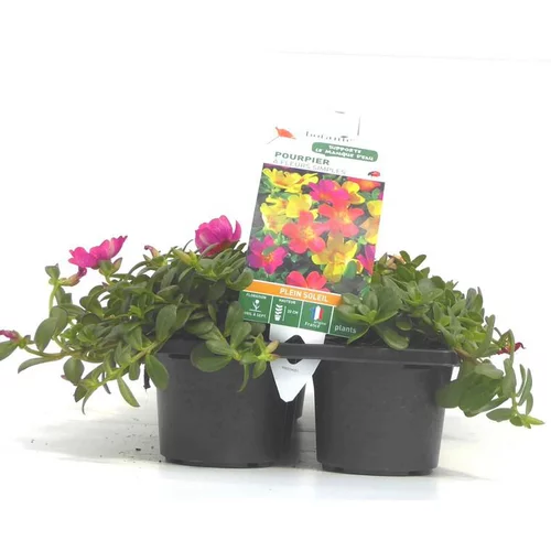 Le bon choix pour le jardin：Pourpier à fleurs simples - Le pack de 6 plants