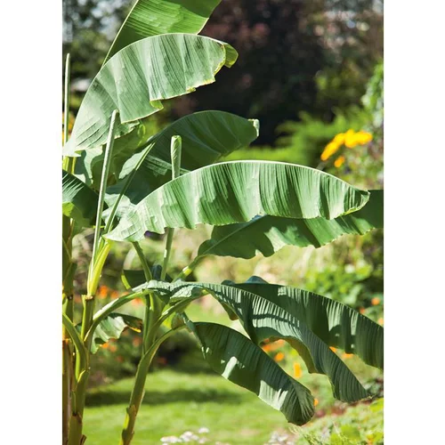 Jardin équipement：Bananier Musa Bajoo - pot 10 L