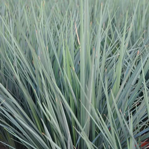 Jardin et solutions:Dianella Revoluta Coolvista . Le pot de 4 litres