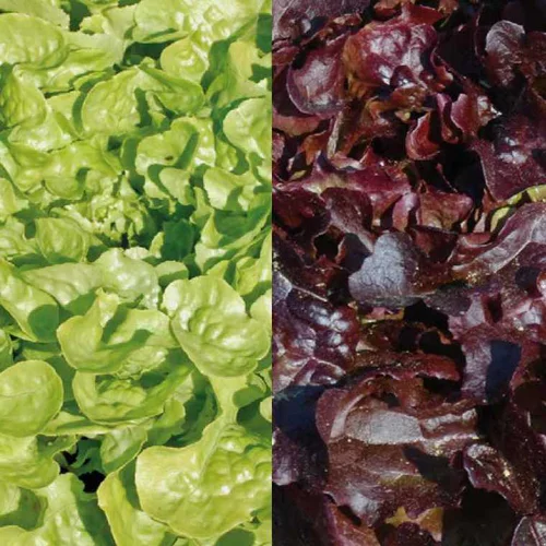 Choix nature：Laitue Feuille de Chêne rouge Mélange Bio - La barquette de 12 plants